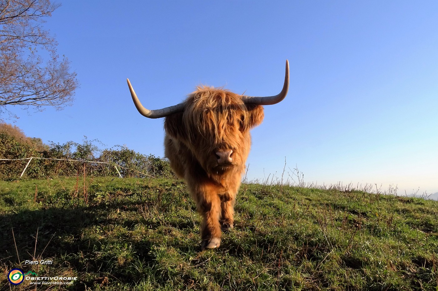 63 Mucca Higland all'Agriturismo Prati Parini.JPG